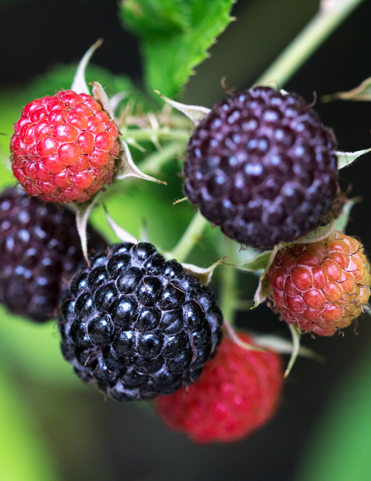 DIY Kit: Black Raspberry & Vanilla