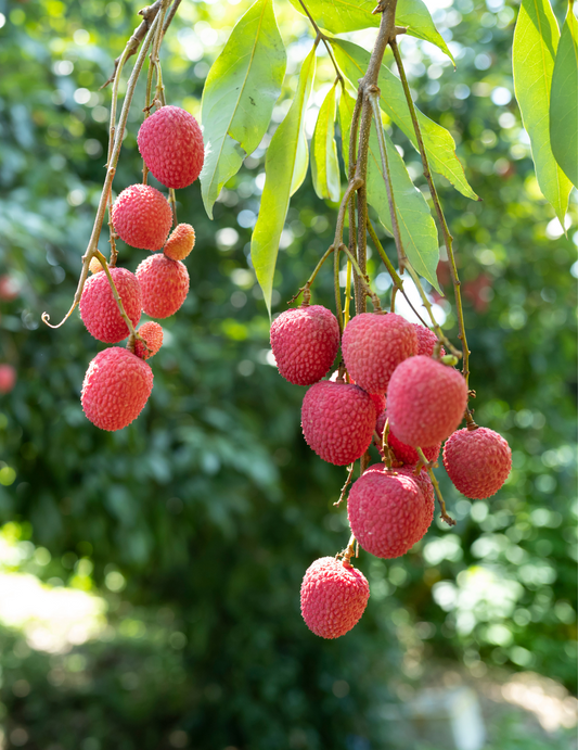 DIY Kit: Lychee & Guava Sorbet