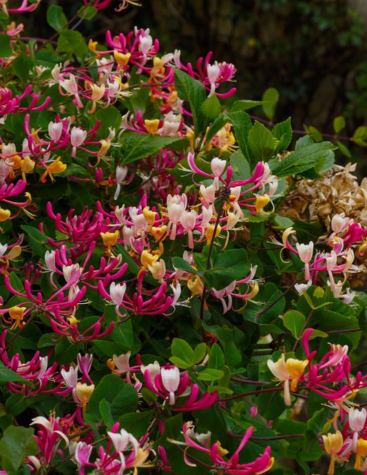 DIY Kit: Japanese Honeysuckle