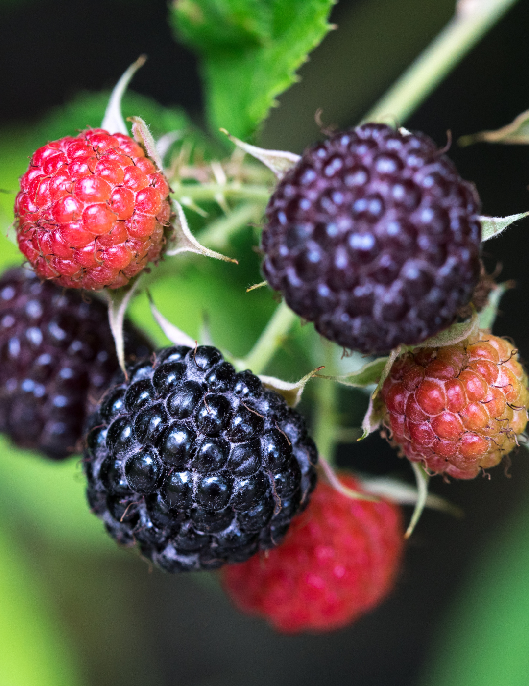 DIY Kit: Black Raspberry & Vanilla